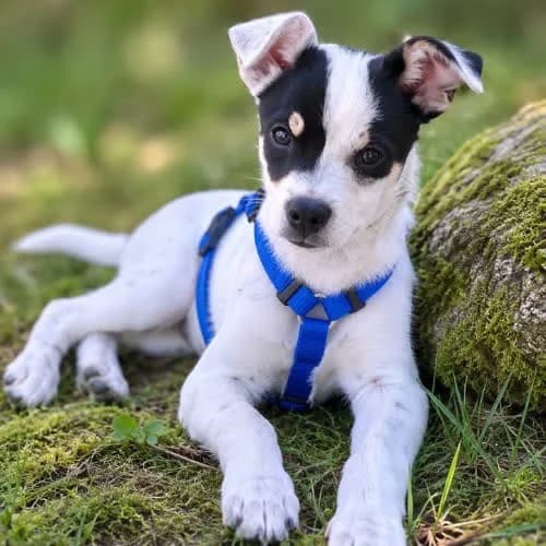 Reksio, male 3yo Mixed Breed for adoption at Fundacja Puszatek, Warszawa