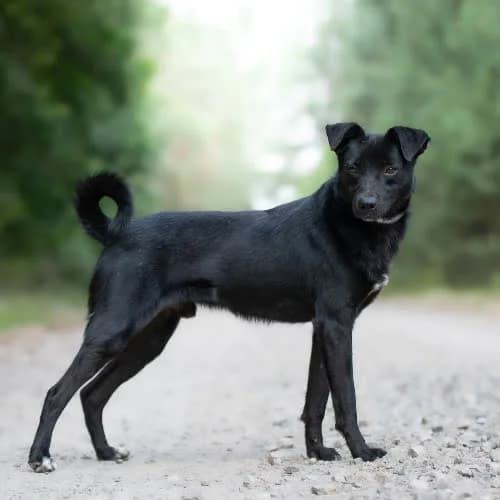radosny HIZO, male puppy Mixed Breed for adoption at Fundacja Puszatek, Warszawa