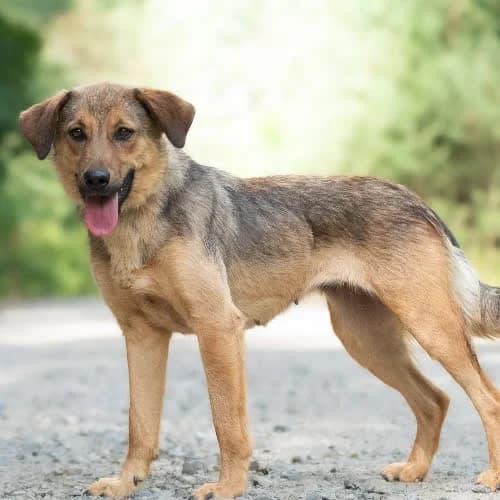 przyjazna LOUTRAKI, female young Mixed Breed for adoption at Fundacja Puszatek, Warszawa