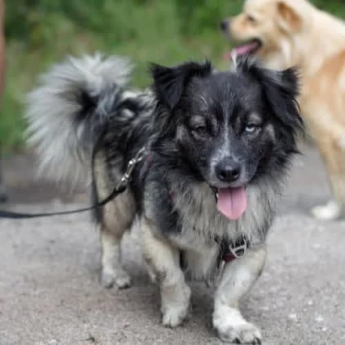 Minus, male puppy Mixed Breed for adoption at Fundacja Puszatek, Warszawa