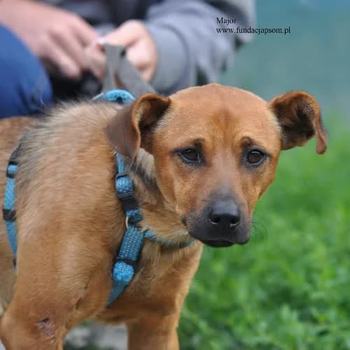 Major, male puppy Mixed Breed for adoption at Fundacja Puszatek, Warszawa