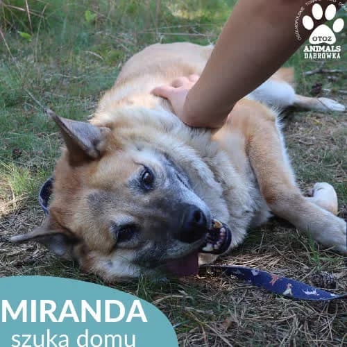 Miranda, female puppy Mixed Breed for adoption at Fundacja Puszatek, Warszawa