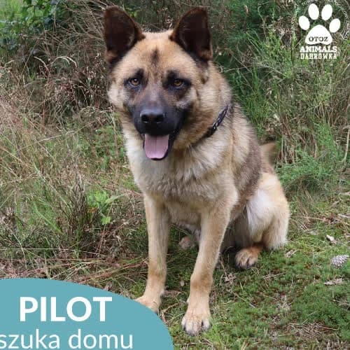 Pilot, male puppy Mixed Breed for adoption at Fundacja Puszatek, Warszawa
