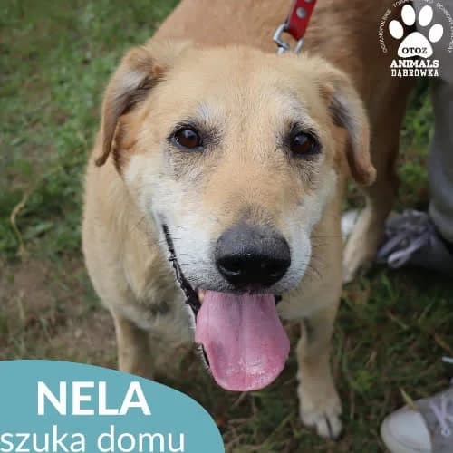 Nela, female puppy Mixed Breed for adoption at Fundacja Puszatek, Warszawa