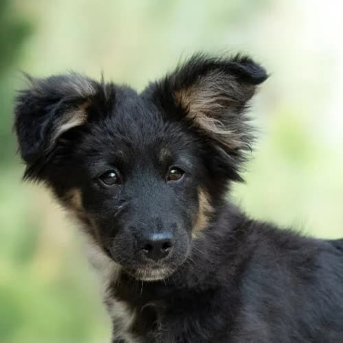 ufny YAMAL, Mixed Breed (Fundacja Puszatek)