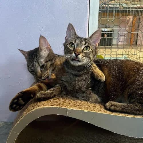 Cyprys i Sosenek, Mixed Breed (Fundacja Puszatek)