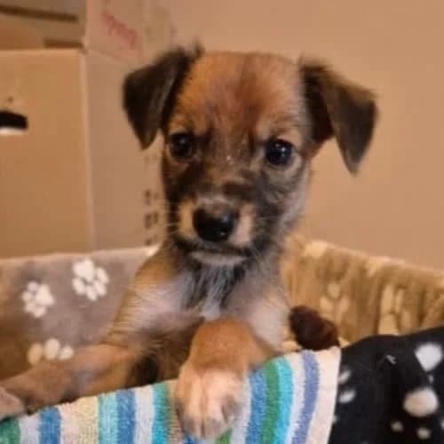 Chica, female 3yo Mixed Breed for adoption at Fundacja Puszatek, Warszawa