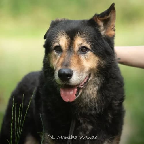 FRODO, male puppy Mixed Breed for adoption at Fundacja Puszatek, Warszawa