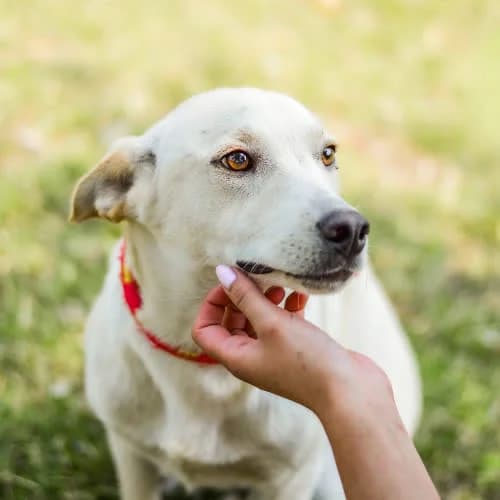 Bary, male senior Mixed Breed for adoption at Fundacja Puszatek, Warszawa