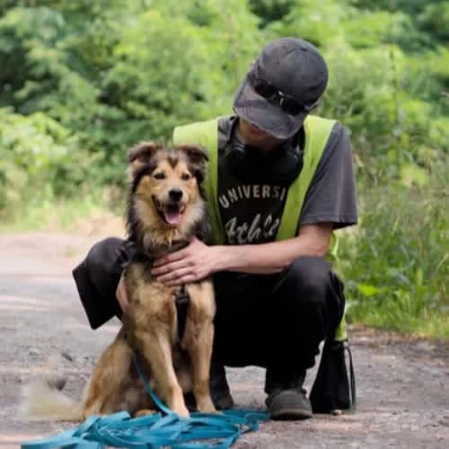 Lion, male puppy Mixed Breed for adoption at Fundacja Puszatek, Warszawa