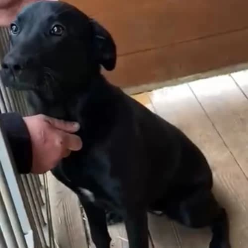 Rozi, female puppy Mixed Breed for adoption at Fundacja Puszatek, Warszawa