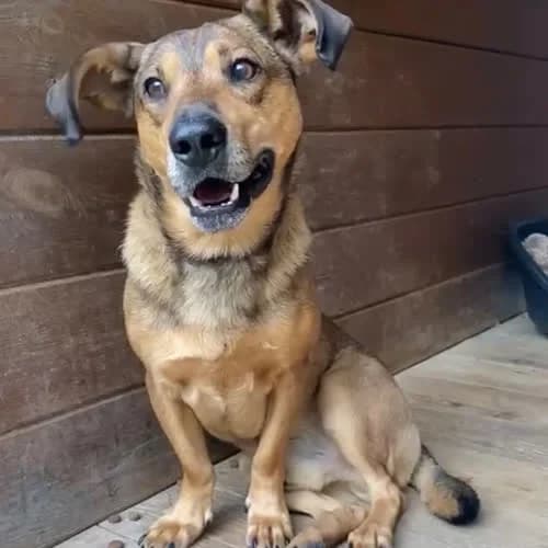Reksio, male 3yo Mixed Breed for adoption at Fundacja Puszatek, Warszawa