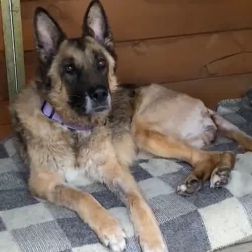 Arcia, female puppy Mixed Breed for adoption at Fundacja Puszatek, Warszawa