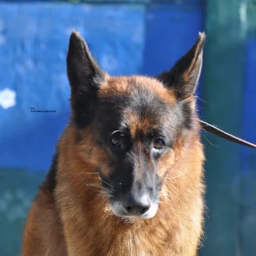 Sid, male puppy Mixed Breed for adoption at Fundacja Puszatek, Warszawa