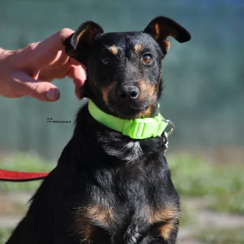 Bryk, male puppy Mixed Breed for adoption at Fundacja Puszatek, Warszawa