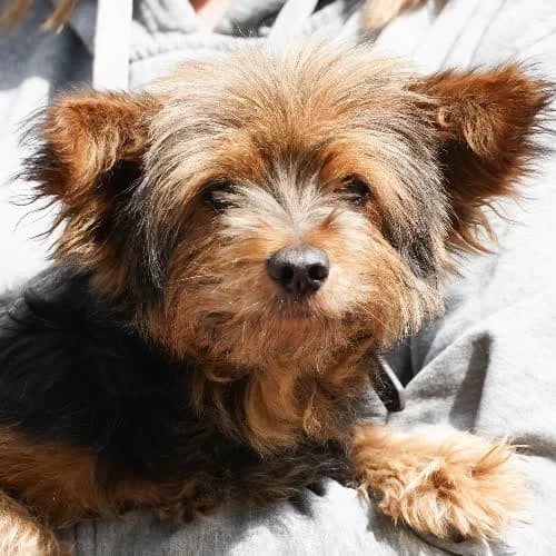 OBELIX, male senior Mixed Breed for adoption at Fundacja Puszatek, Warszawa