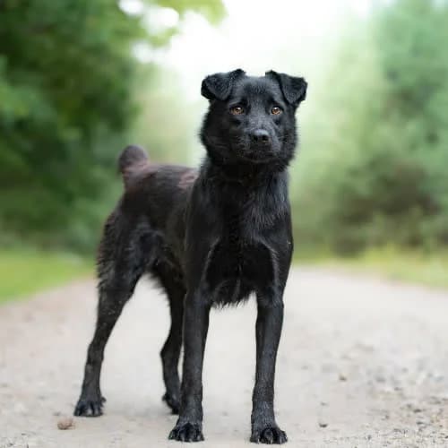 przyjazny EMBOLO, male 3yo Mixed Breed for adoption at Fundacja Puszatek, Warszawa