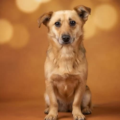ORDYN, male 7yo Mixed Breed for adoption at Fundacja Puszatek, Warszawa