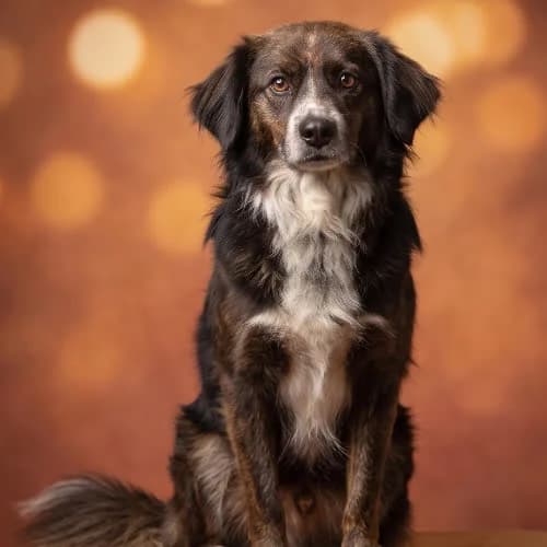 OLGIERD, male 3yo Mixed Breed for adoption at Fundacja Puszatek, Warszawa