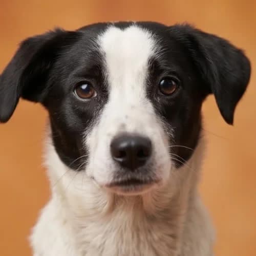 OLGA, female puppy Mixed Breed for adoption at Fundacja Puszatek, Warszawa