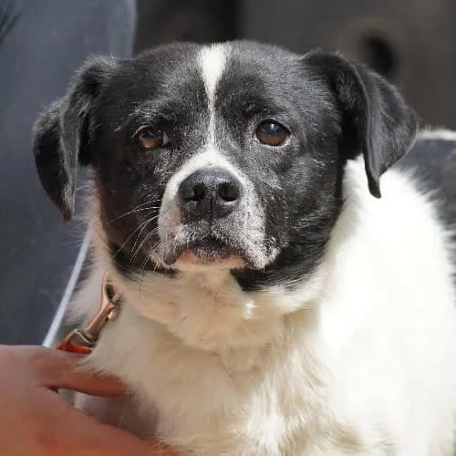 ONET, male 5yo Mixed Breed for adoption at Fundacja Puszatek, Warszawa
