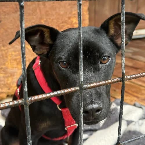 Olek, male 7yo Mixed Breed for adoption at Fundacja Puszatek, Warszawa