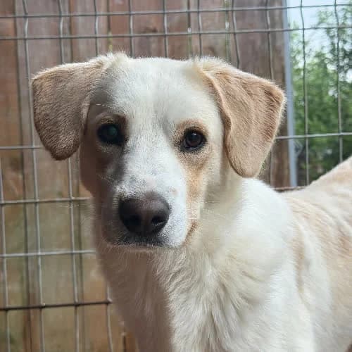 Kamil, male puppy Mixed Breed for adoption at Fundacja Puszatek, Warszawa