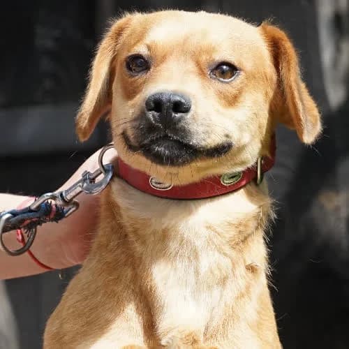 ONTARIO, male puppy Mixed Breed for adoption at Fundacja Puszatek, Warszawa