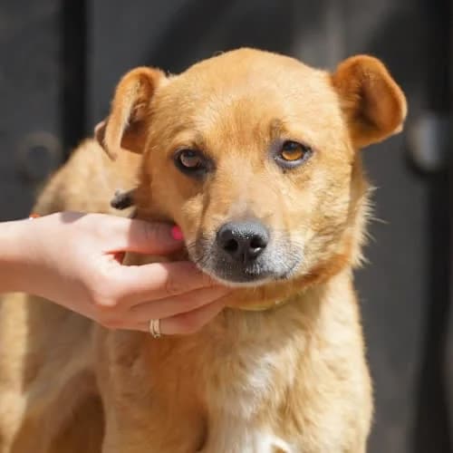 ONYKS, male puppy Mixed Breed for adoption at Fundacja Puszatek, Warszawa