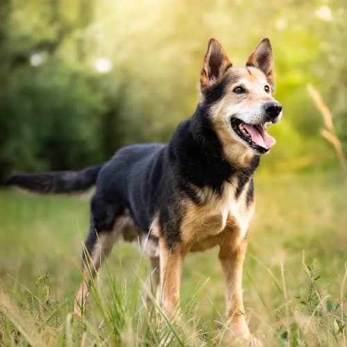 dżentelmen RIVAS, male senior Mixed Breed for adoption at Fundacja Puszatek, Warszawa
