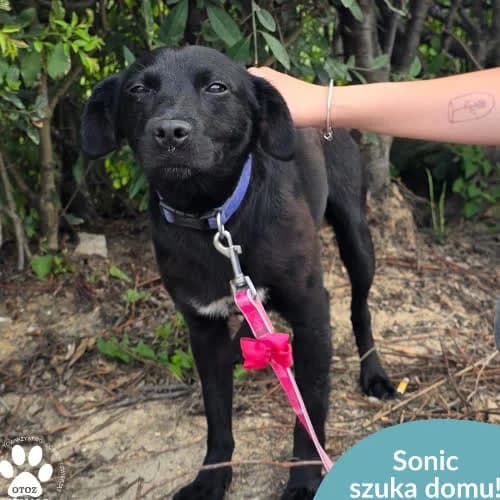 Sonic, male puppy Mixed Breed for adoption at Fundacja Puszatek, Warszawa