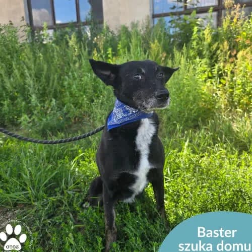 Baster, male puppy Mixed Breed for adoption at Fundacja Puszatek, Warszawa