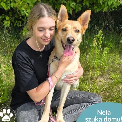 Nela, female puppy Mixed Breed for adoption at Fundacja Puszatek, Warszawa