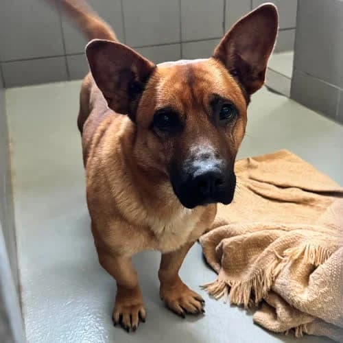 Marek, male puppy Mixed Breed for adoption at Fundacja Puszatek, Warszawa