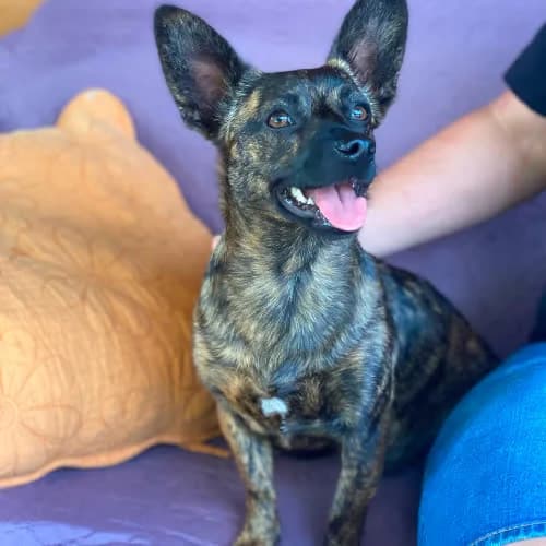 Agatka, female puppy Mixed Breed for adoption at Fundacja Puszatek, Warszawa