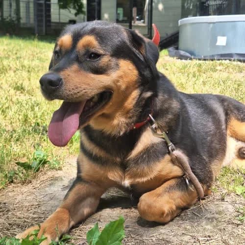 Brutal, male puppy Mixed Breed for adoption at Fundacja Puszatek, Warszawa