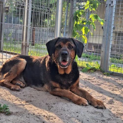 Brutus, male puppy Mixed Breed for adoption at Fundacja Puszatek, Warszawa