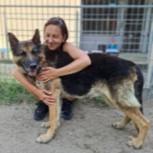 Baster, male puppy Mixed Breed for adoption at Fundacja Puszatek, Warszawa