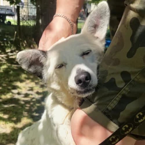 Amcia, female puppy Mixed Breed for adoption at Fundacja Puszatek, Warszawa