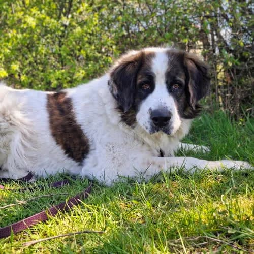 Summer, female puppy Mixed Breed for adoption at Fundacja Puszatek, Warszawa