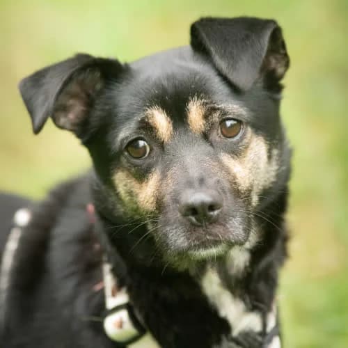 KROPELKA, female puppy Mixed Breed for adoption at Fundacja Puszatek, Warszawa