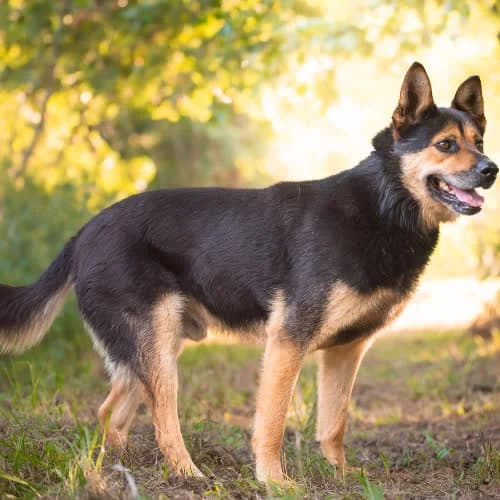 owczarkowy Evan, male 4yo Mixed Breed for adoption at Fundacja Puszatek, Warszawa