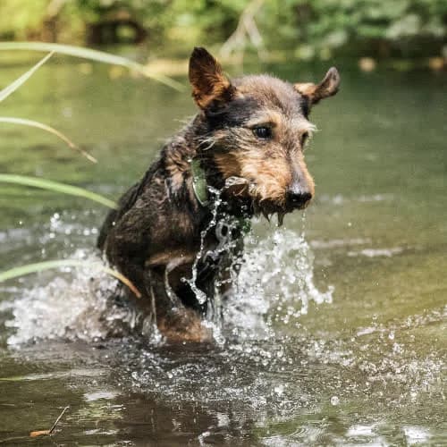 terierek Lengor, male puppy Mixed Breed for adoption at Fundacja Puszatek, Warszawa
