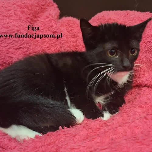 Figa, female 3yo Mixed Breed for adoption at Fundacja Puszatek, Warszawa