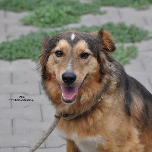 Zula, female puppy Mixed Breed for adoption at Fundacja Puszatek, Warszawa