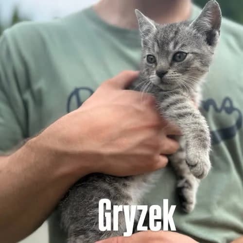Gryzek, male young Mixed Breed for adoption at Fundacja Puszatek, Warszawa