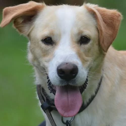 Donald, male 4yo Mixed Breed for adoption at Fundacja Puszatek, Warszawa