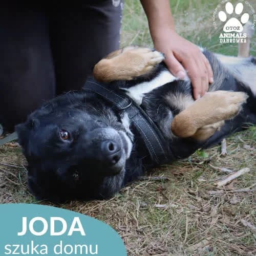 JODA, female puppy Mixed Breed for adoption at Fundacja Puszatek, Warszawa