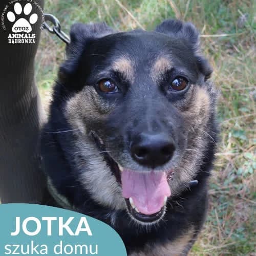 Jotka, female puppy Mixed Breed for adoption at Fundacja Puszatek, Warszawa
