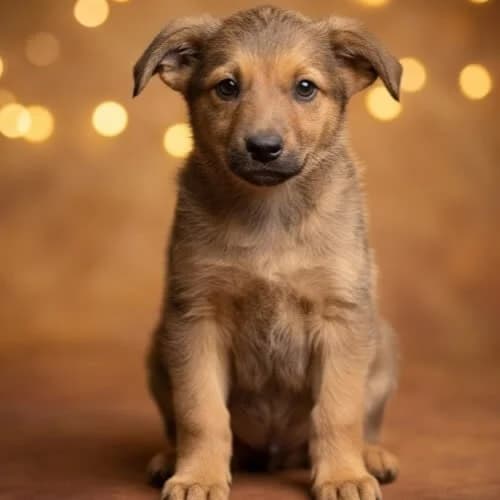 NADIA, female 3yo Mixed Breed for adoption at Fundacja Puszatek, Warszawa